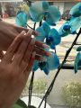 Dolce Bella resim 2
